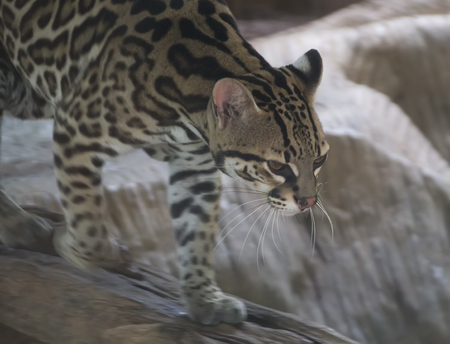 Margay Cat walking on the rocksの写真素材