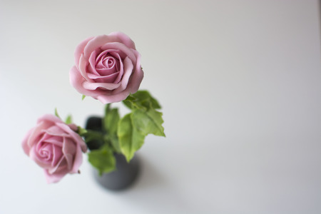 pink rose isolated on white background.の写真素材