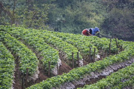 The women doing spraying pesticides at strawberry farm.の写真素材