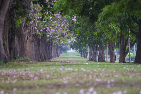 Tree tunnel, The romantic tunnel of pink flower trees.の写真素材