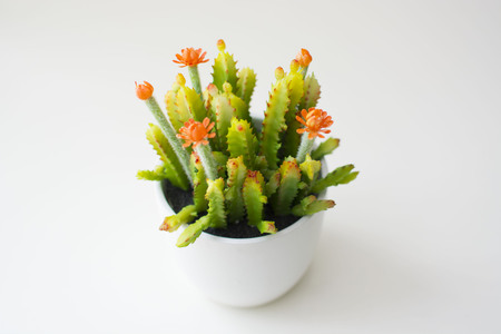 Cactus isolated on white background.の写真素材