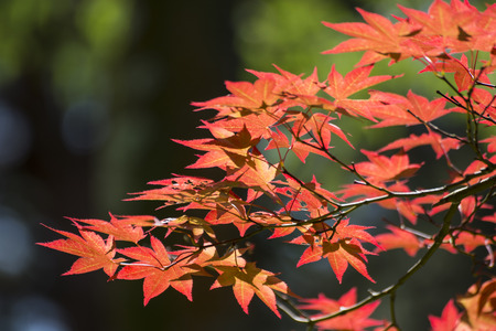 red leaves in autumn. Red japanese maple leaves background. Beautiful red leafs with forest...