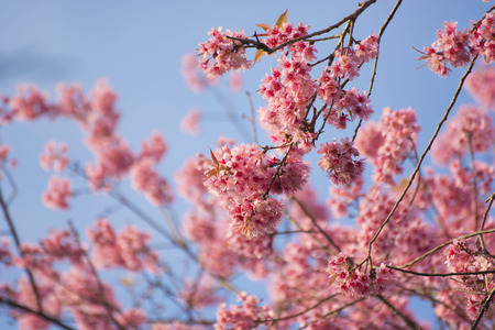 Beautiful cherry blossoms, pink flowers and blooming in the winter, flower festival, Chaing Mai Province, Thailandの写真素材