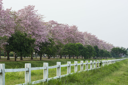 Tree tunnel, The romantic tunnel of pink flower trees.の写真素材