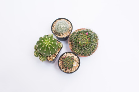 Four cactus in pots. Cactus isolated on white background.の写真素材