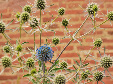 Fireworks spines on a brick wall background