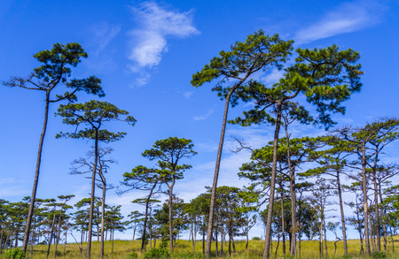 Pine tree on blue sky backgroundの写真素材