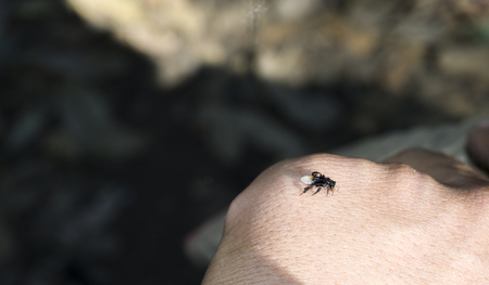 wild bee sitting on a handの写真素材