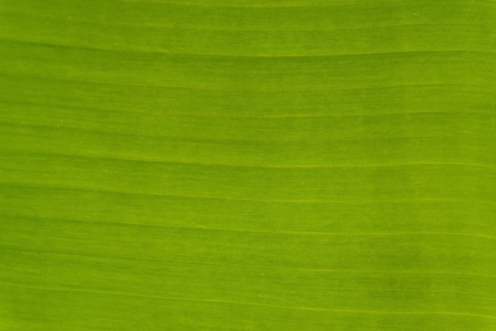 Green banana leaf background abstractの写真素材