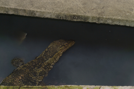 A large Asia Monitor, Varanus niloticus on the waterの写真素材