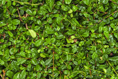 Plant wall background, Siamese rough bush tree ( Streblus asper)の写真素材