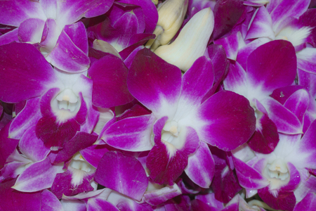 Purple Orchidaceae, Orchid flower backgrounds,texturesの写真素材