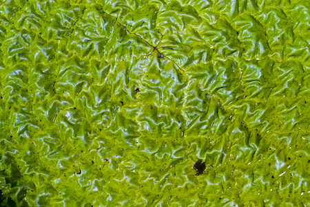 Close up leaf of a Victoria Amazonica or Victoria Regia, the largest aquatic plant in the worldの写真素材