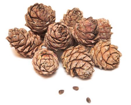 Cones of cedar and nuts isolated on the whiteの写真素材