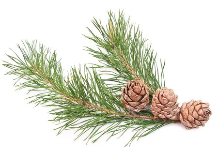 siberian pine cones with branch isolated on white の写真素材