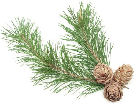 siberian pine cones with branch isolated on white の写真素材