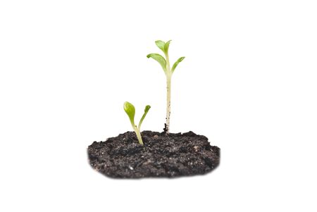 two seedlings illustrating the concept of new life の写真素材
