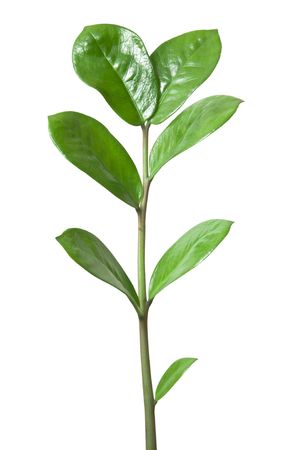 Branch with green leaves isolated on the whiteの写真素材