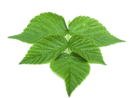 green strawberry leaf isolated on white background の写真素材