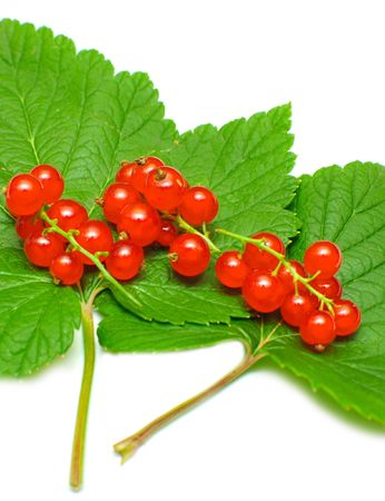 red currant with green leaves on white backgroundの写真素材