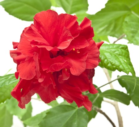 flower of decorative red rose close up on white backgroundの写真素材