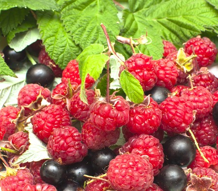 juicy currant and raspberry on green leavesの写真素材