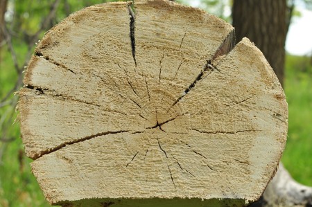 structure of the cut tree in woodの写真素材