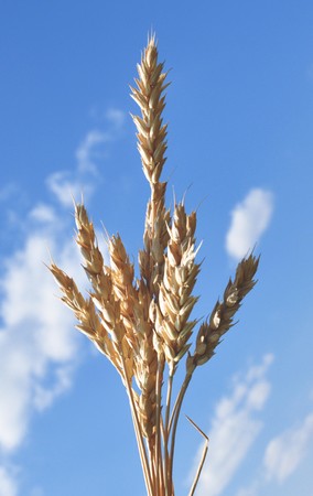spike wheat in the blue sky backgroundの写真素材