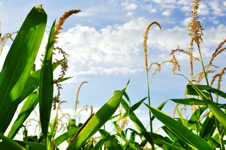 green field of young corn and blue sky 