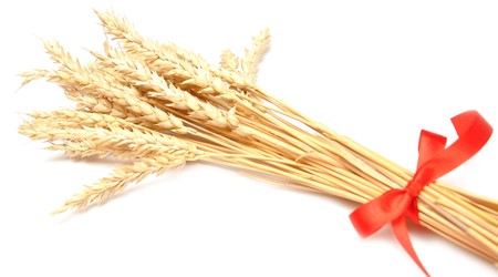 ears of wheat tied with red ribbonの写真素材