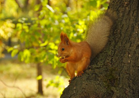 red squirrel eating nuts in the forest on a tree