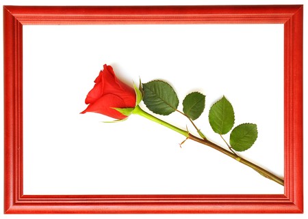 red fresh rose in wood frames. space for your textの写真素材