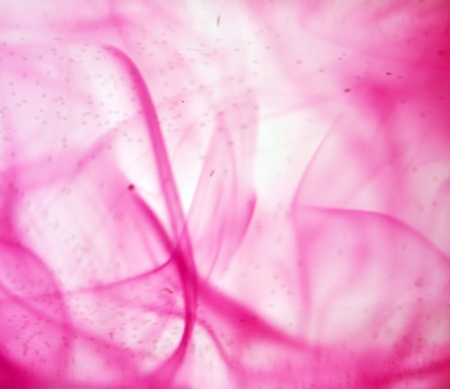 red abstract motive on whiteの写真素材