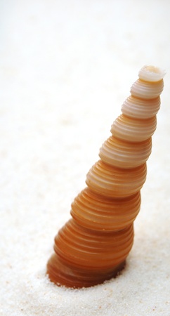 sea shells with sand as background 