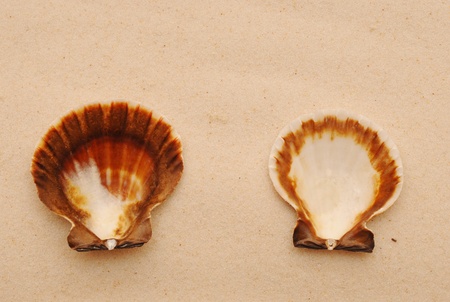 sea shells with sand as backgroundの写真素材