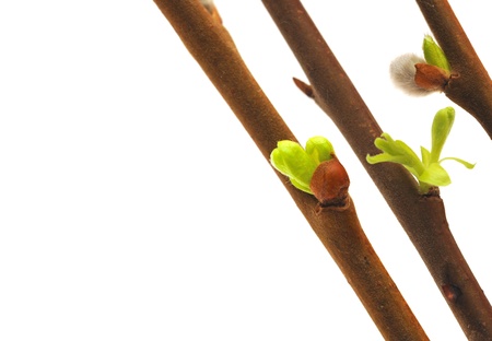 Spring bud isolated on white