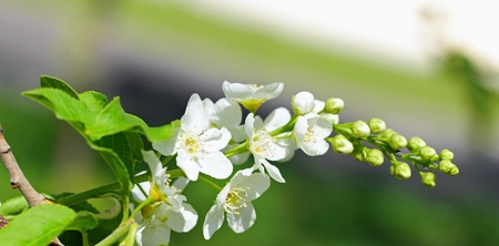 branch of apple blossoms with white flowers の写真素材