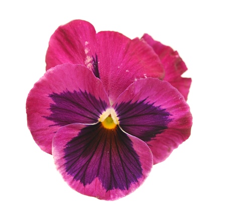 violets over white backgroundの写真素材