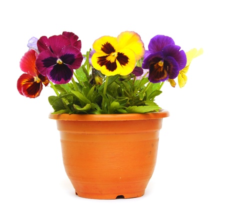 beautiful violet flower in pot isolated on white backgroundの写真素材