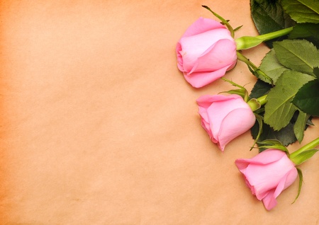 flower of pink roses on old paperの写真素材