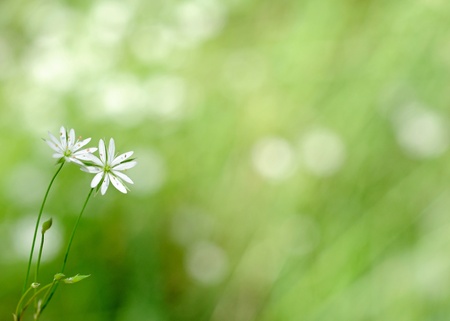 white flowers on green backgroundの写真素材
