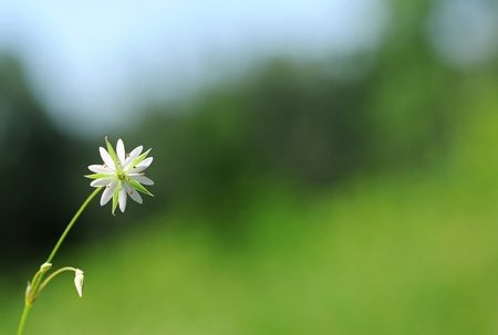white flower on green background の写真素材