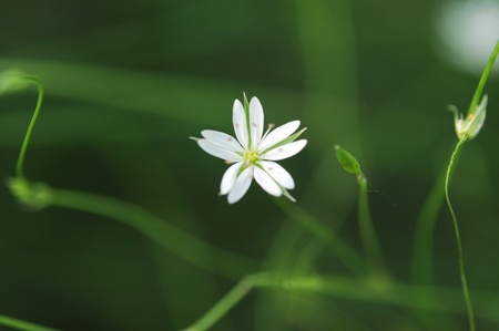 white flower on green backgroundの写真素材