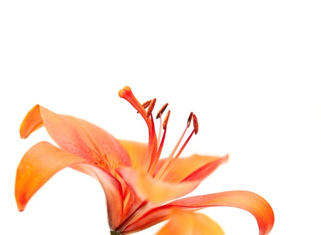 orange lilies isolated on white backgroundの写真素材