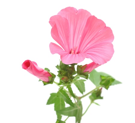 Pink convolvulus flowers on white backgroundの写真素材