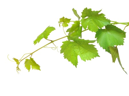fresh green grape leaf on isolated white background の写真素材