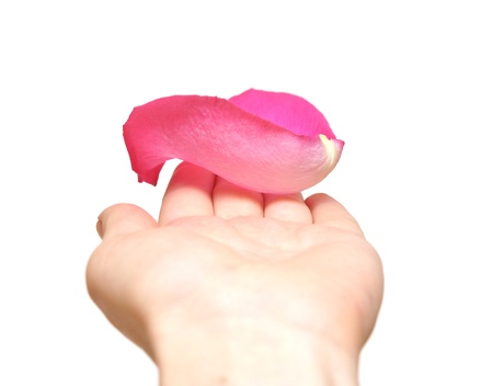 pink rose petal in woman's hand isolated on whiteの写真素材