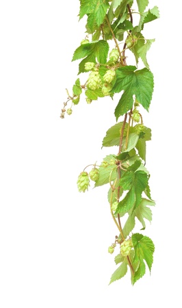 Branch of hop on white backgroundの写真素材