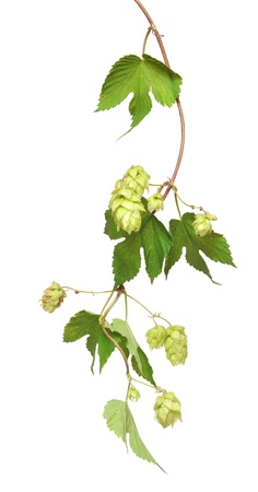 fresh hop branches, isolated on white background の写真素材