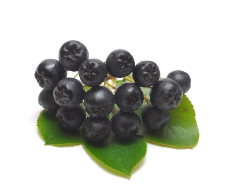 black chokeberry. Aronia melanocarpaの写真素材